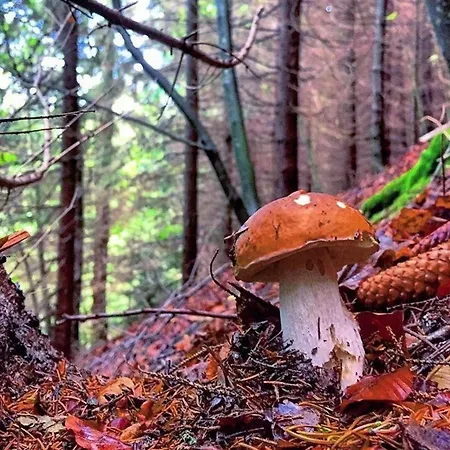 La Tana Del Ludo Apartament Baveno